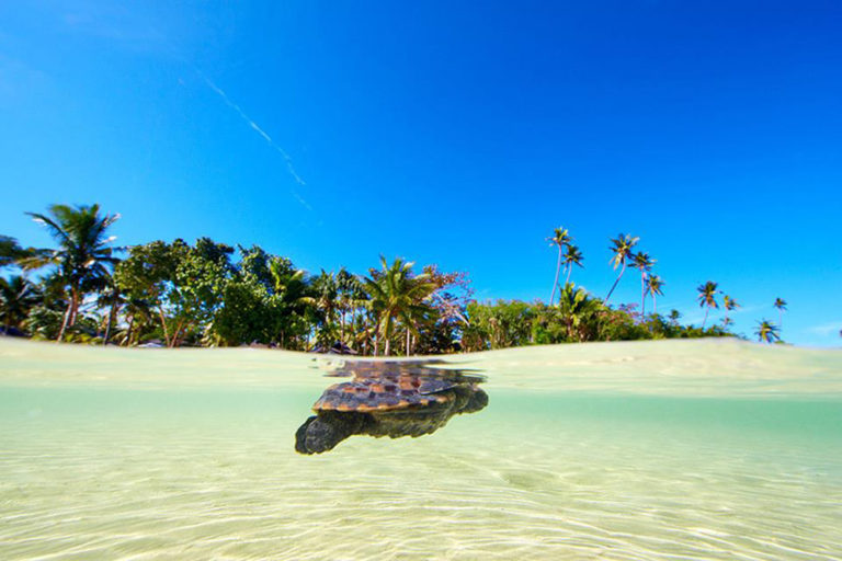 Save Sea Turtles at Plantation Island Resort