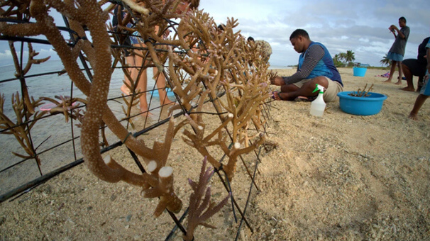 A man and a staghorn coral