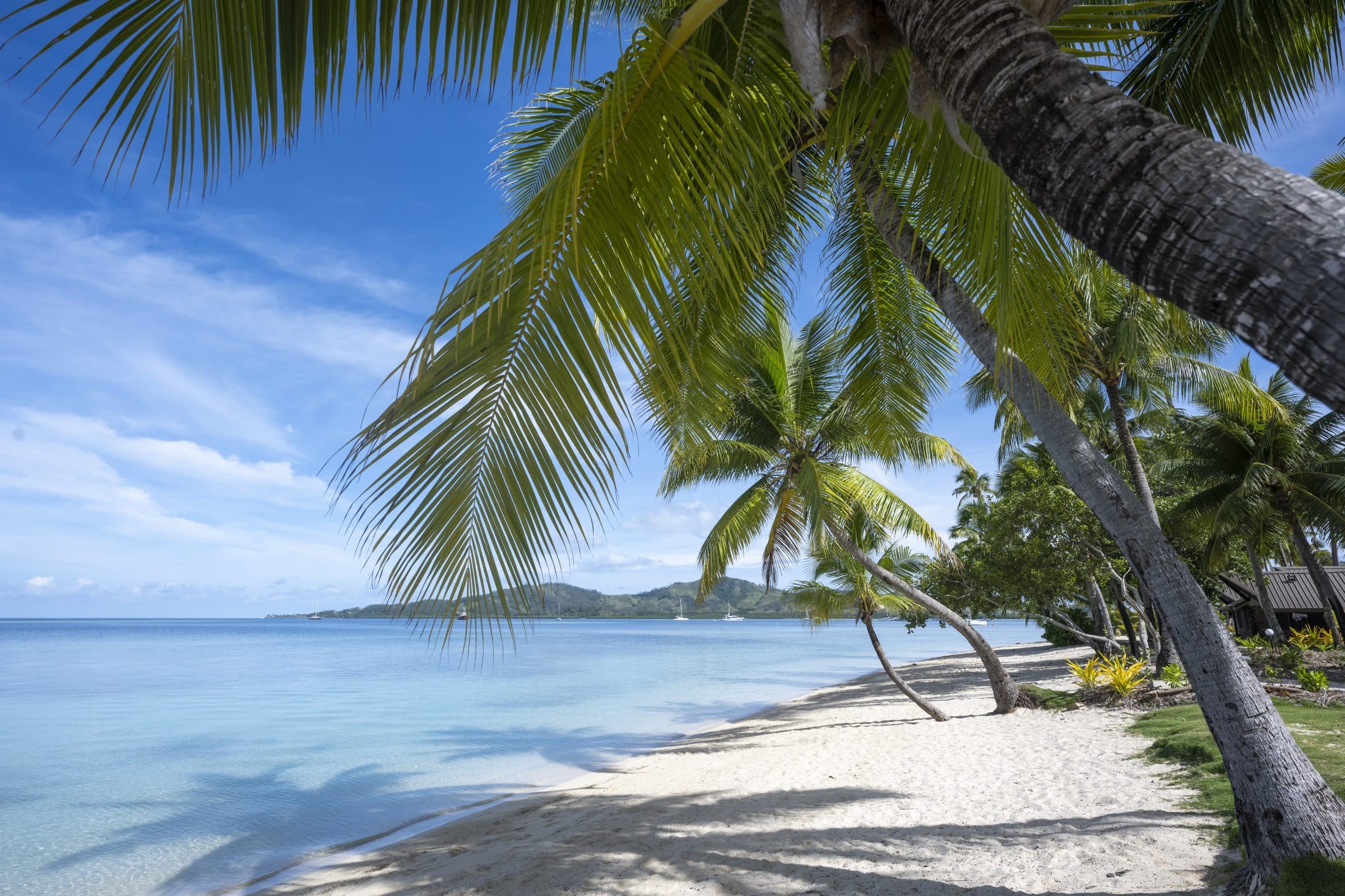 A coconut tree beside the sea and a mountain background